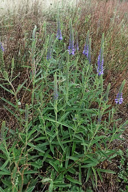 Veronica spicata \ hriger Blauweiderich, hriger Ehrenpreis / Spiked Speedwell, D Falkenstein 31.7.2025