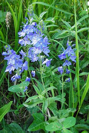 Veronica teucrium \ Groer Ehrenpreis / Large Speedwell, D Wurmlingen 3.6.2015