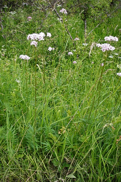 Valeriana pratensis subsp. angustifolia \ Schmalblttriger Arznei-Baldrian / Wallroth's Valerian, Narrowleaf Valerian, D Fridingen 20.6.2015