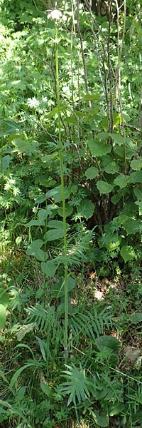 Valeriana pratensis subsp. angustifolia \ Schmalblttriger Arznei-Baldrian / Wallroth's Valerian, Narrowleaf Valerian, D Fridingen 3.6.2015