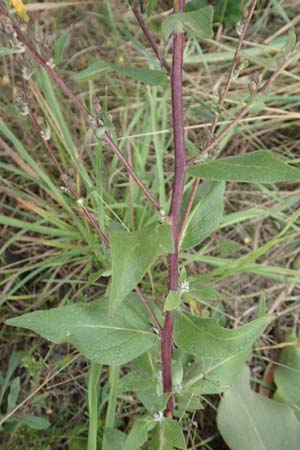 Verbascum lychnitis \ Mehlige Knigskerze / White Mullein, D Bensheim 20.9.2016