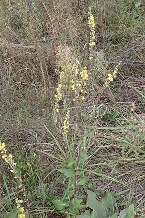 Verbascum lychnitis \ Mehlige Knigskerze / White Mullein, D Bensheim 20.9.2016