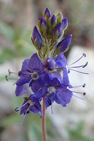 Veronica teucrium \ Groer Ehrenpreis / Large Speedwell, D Spaichingen 25.6.2018