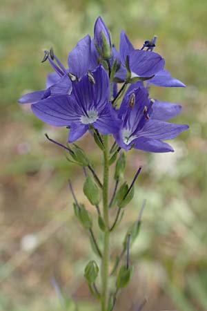 Veronica teucrium \ Groer Ehrenpreis / Large Speedwell, D Beuron 26.6.2018