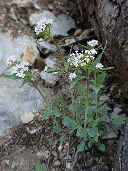 Valeriana tripteris \ Dreiblttriger Baldrian / Three-Leaved Valerian, D Garmisch-Partenkirchen 2.5.2019