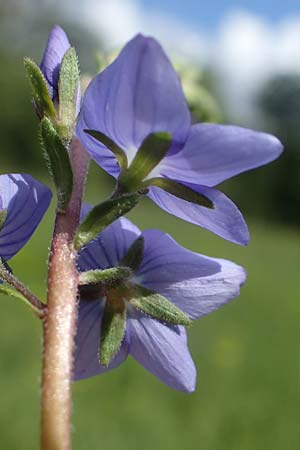 Veronica teucrium \ Groer Ehrenpreis / Large Speedwell, D Ketsch 20.5.2021