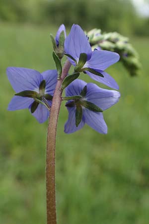 Veronica teucrium \ Groer Ehrenpreis / Large Speedwell, D Ketsch 20.5.2021
