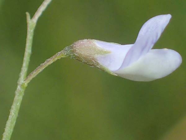 Ervum tetraspermum \ Viersamige Wicke / Smooth Tare, D Thüringen, Erfurt 6.6.2022