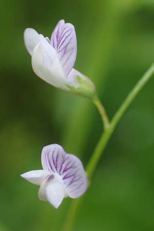 Ervum tetraspermum \ Viersamige Wicke / Smooth Tare, D Thüringen, Artern 11.6.2022