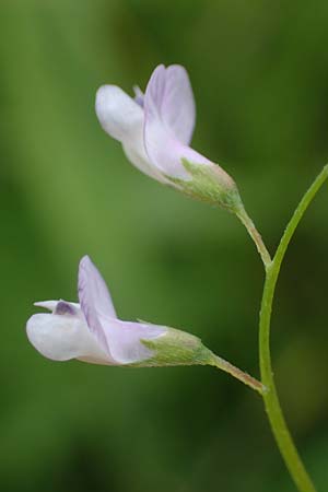 Ervum tetraspermum \ Viersamige Wicke / Smooth Tare, D Thüringen, Artern 11.6.2022