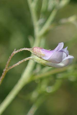 Ervum tetraspermum \ Viersamige Wicke / Smooth Tare, D Thüringen, Herrnschwende 14.6.2023