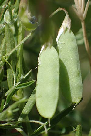 Ervum tetraspermum \ Viersamige Wicke / Smooth Tare, D Thüringen, Herrnschwende 14.6.2023