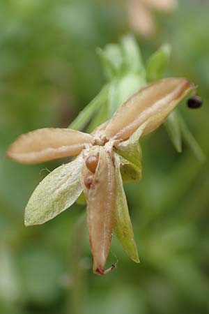 Viola wittrockiana \ Garten-Stiefm�tterchen / Pansy, D Mannheim 14.5.2016