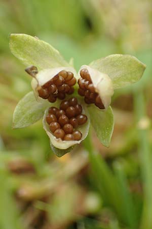 Viola wittrockiana \ Garten-Stiefm�tterchen / Pansy, D Mannheim 14.5.2016