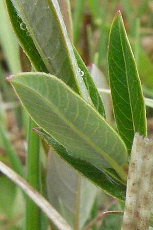 Salix myrsinifolia \ Schwarzwerdende Weide / Dark-Leaved Willow, D Allgäu, Gebrazhofen 5.5.2007