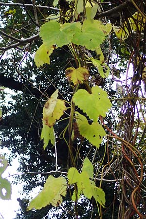 Vitis sylvestris \ Wilde Weinrebe / Grape Vine, D Mannheim Reiß-Insel 31.10.2021