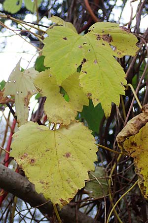 Vitis sylvestris \ Wilde Weinrebe / Grape Vine, D Mannheim Reiß-Insel 31.10.2021