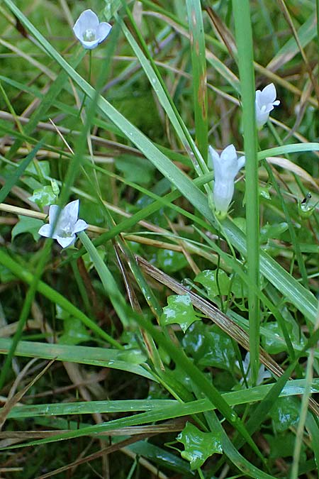 Wahlenbergia hederacea \ Efeu-Moorglckchen / Ivy-Leaved Bellflower, D Mörfelden-Walldorf 14.8.2021