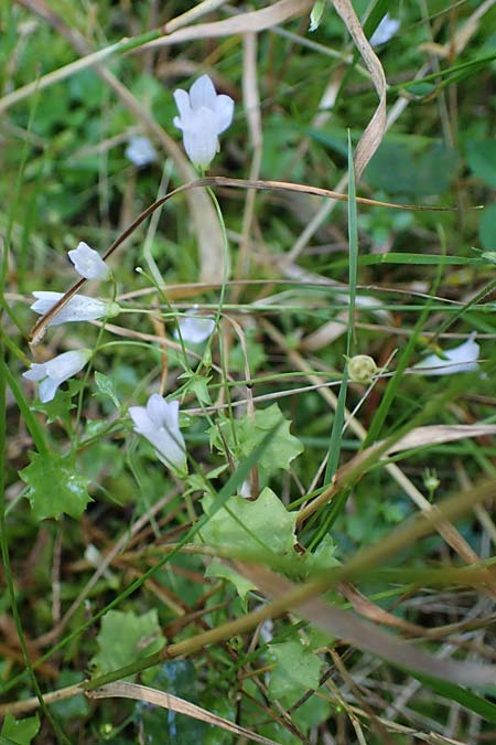 Wahlenbergia hederacea \ Efeu-Moorglckchen / Ivy-Leaved Bellflower, D Mörfelden-Walldorf 14.8.2021