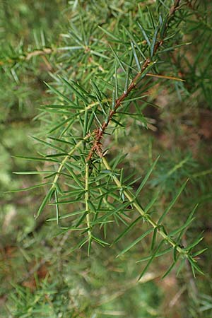 Juniperus communis \ Gewhnlicher Wacholder / Juniper, D Mosbach 13.7.2022