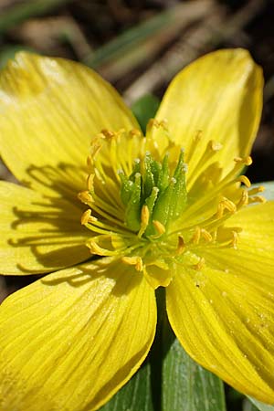 Eranthis hyemalis \ Winterling / Winter Aconite, D Ludwigshafen 26.2.2017