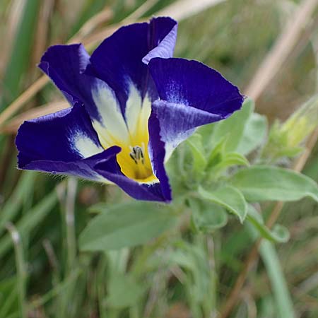 Convolvulus tricolor \ Dreifarbige Winde / Tricolor Convolvulus, D Wendtorf 18.9.2021