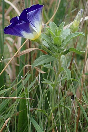 Convolvulus tricolor \ Dreifarbige Winde / Tricolor Convolvulus, D Wendtorf 18.9.2021