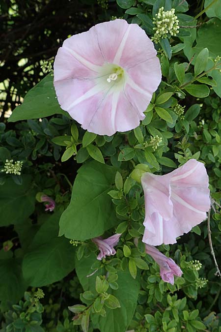 Calystegia pulchra \ Schne Zaun-Winde / Hairy Bindweed, D Sachsen-Anhalt, Hornburg 7.6.2022