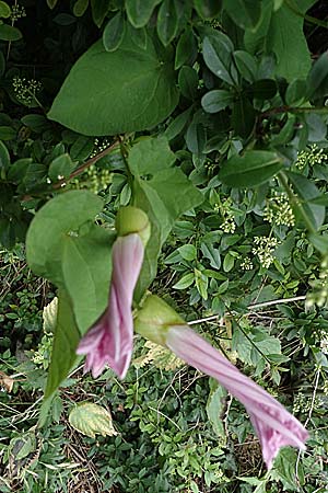 Calystegia pulchra \ Schne Zaun-Winde / Hairy Bindweed, D Sachsen-Anhalt, Hornburg 7.6.2022