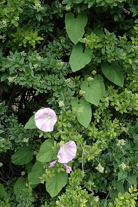 Calystegia pulchra \ Schne Zaun-Winde / Hairy Bindweed, D Sachsen-Anhalt, Hornburg 7.6.2022