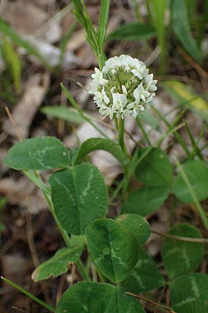 Trifolium repens \ Wei-Klee, Weiklee / White Clover, D Hockenheim 8.6.2021