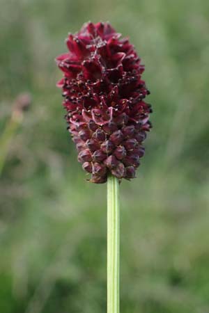 Sanguisorba officinalis \ Groer Wiesenknopf / Great Burnet, D Neuleiningen 6.8.2021