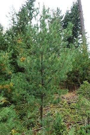 Pinus strobus \ Weymouths-Kiefer, Wei-Kiefer / Eastern White Pine, D Odenwald, Mossautal 14.10.2023