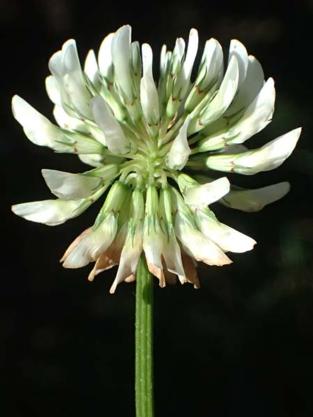 Trifolium repens \ Wei-Klee, Weiklee / White Clover, D Burglengenfeld 12.8.2024