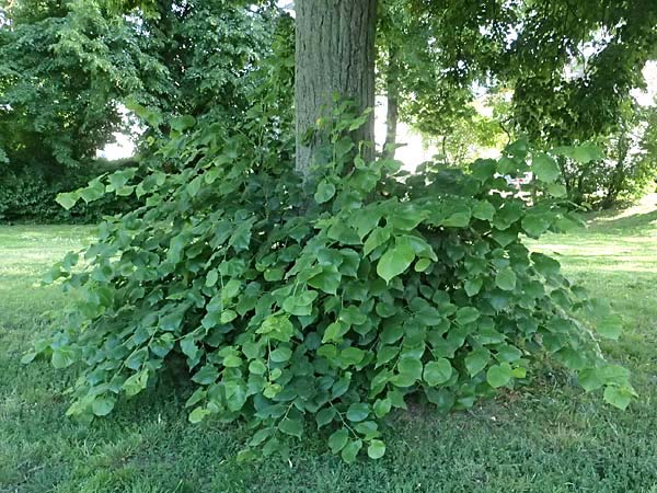 Tilia cordata \ Winter-Linde / Small-Leaved Lime, D Mannheim 29.5.2026