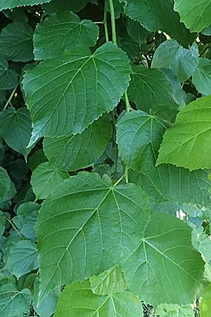 Tilia cordata \ Winter-Linde / Small-Leaved Lime, D Mannheim 29.5.2026