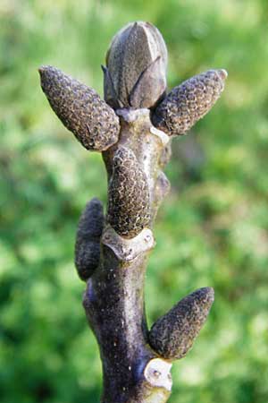 Juglans regia \ Echte Walnuss / Persian Walnut, D Zwingenberg am Neckar 21.4.2015