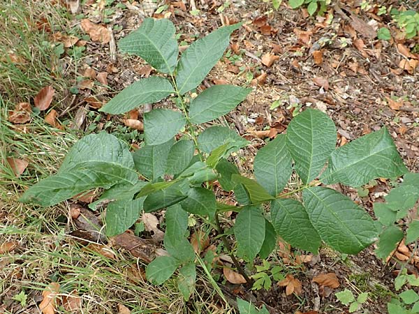 Juglans regia \ Echte Walnuss / Persian Walnut, D Wörth am Main 17.9.2016