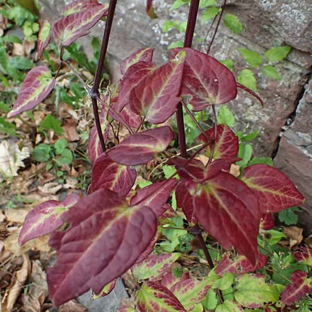 Clematis vitalba \ Gew�hnliche Waldrebe / Traveller's Joy, D Heidelberg 29.8.2026