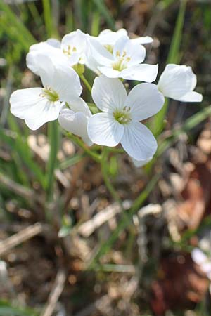 Cardamine dentata \ Zahn-Schaumkraut / White Cuckoo Bitter-Cress, D Konstanz 24.4.2018