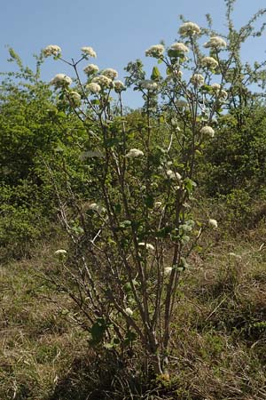 Viburnum lantana \ Wolliger Schneeball / Wayfaring Tree, D Neuleiningen 23.4.2020