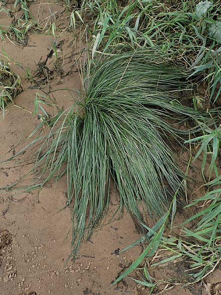 Deschampsia wibeliana \ Elbe-Schmiele, Schlamm-Schmiele / Wibel's Hair Grass, D Hamburg 11.9.2011