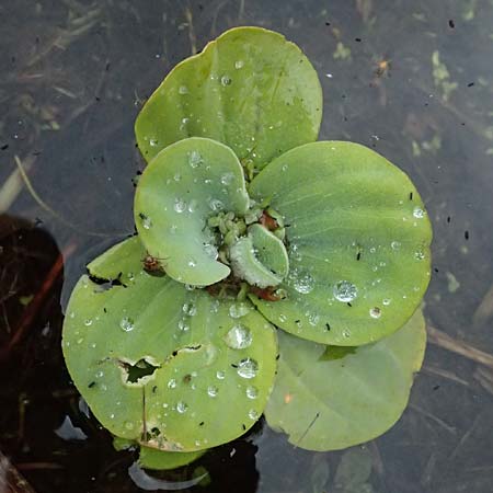 Pistia stratiotes \ Wassersalat, Muschelblume / Water Cabbage, D Karlsruhe 25.10.2025