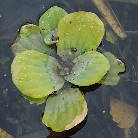 Pistia stratiotes \ Wassersalat, Muschelblume / Water Cabbage, D Karlsruhe 25.10.2025