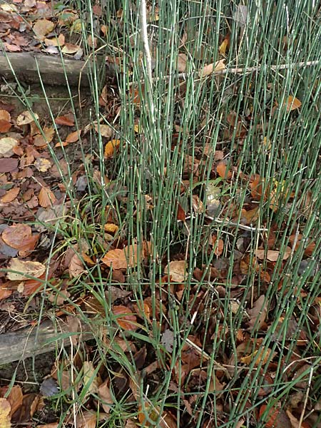 Equisetum hyemale \ Winter-Schachtelhalm / Rough Horsetail, Dutch Rush, D Isny 31.10.2025