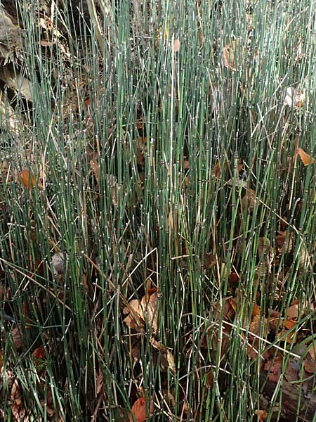 Equisetum hyemale \ Winter-Schachtelhalm / Rough Horsetail, Dutch Rush, D Isny 31.10.2025