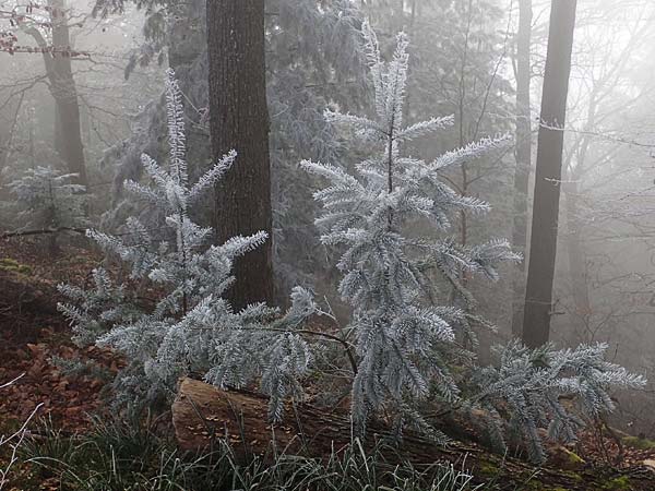 Abies alba \ Wei-Tanne / Common Silver Fir, D Bad Dürkheim 15.1.2022