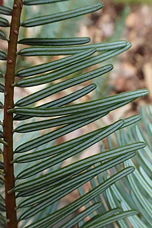 Abies alba \ Wei-Tanne / Common Silver Fir, D Weinheim an der Bergstraße 18.2.2024