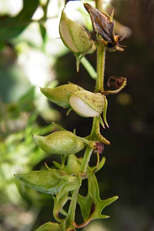 Melampyrum pratense \ Gewhnlicher Wachtelweizen, Wiesen-Wachtelweizen / Common Cow-Wheat, D Schwarzwald/Black-Forest, Hornisgrinde 5.8.2015