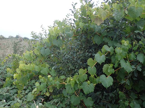 Vitis sylvestris ? \ Wilde Weinrebe / Grape Vine, D Waghäusel 14.10.2016